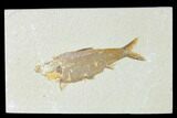 Fossil Fish (Knightia) - Wyoming #149842-1